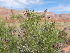 Psorothamnus arborescens pubescens