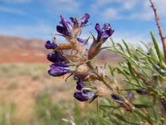 Psorothamnus arborescens pubescens
