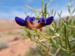 Psorothamnus arborescens pubescens