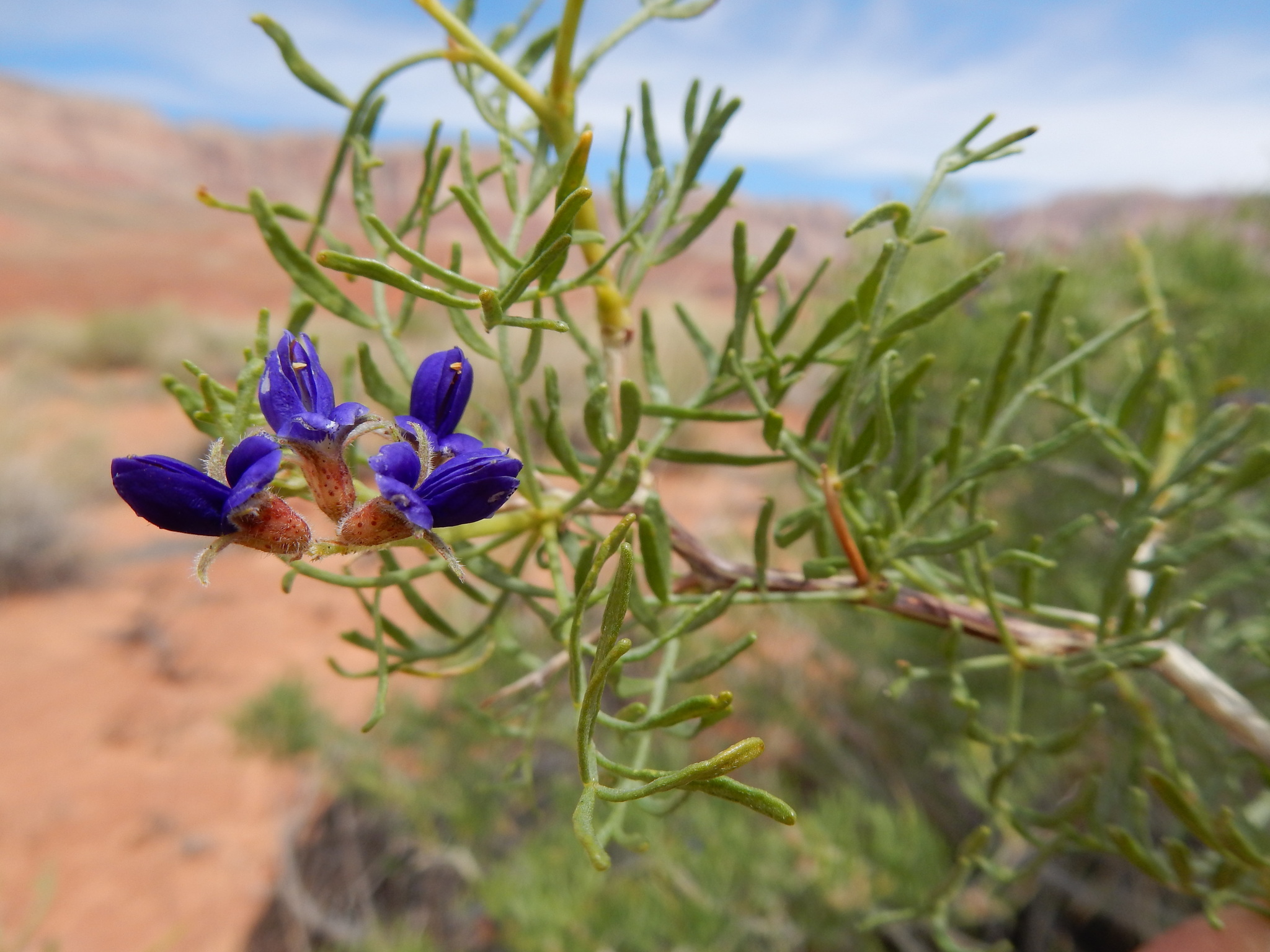 Psorothamnus arborescens var. pubescens