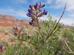 Psorothamnus arborescens pubescens