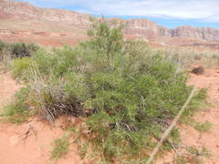 Psorothamnus arborescens pubescens