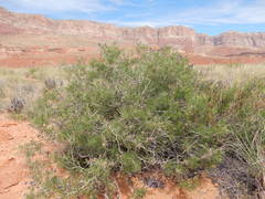 Psorothamnus arborescens pubescens