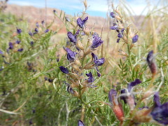 Psorothamnus arborescens pubescens