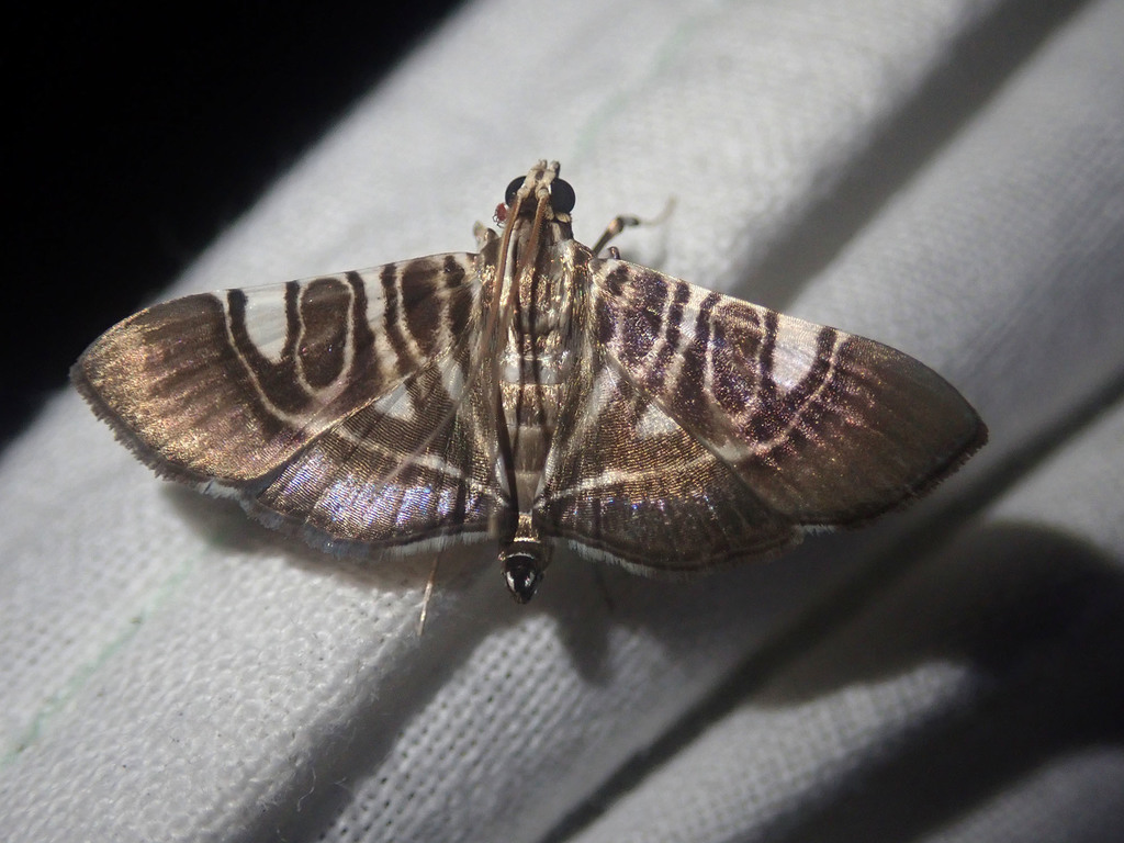 Chabula sphenocosma