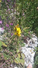 Hypericum linarioides