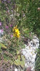 Hypericum linarioides