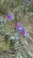 Centaurea fuscomarginata