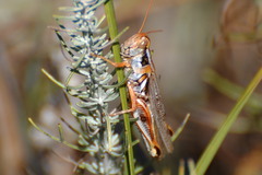 Melanoplus bowditchi