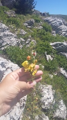 Verbascum spectabile