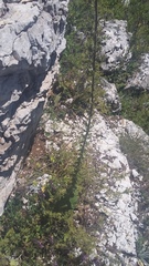 Verbascum spectabile