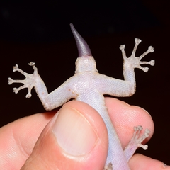 Phyllodactylus lanei