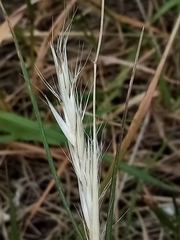 Rytidosperma clavatum