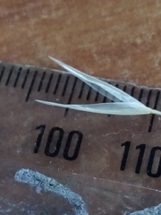 Rytidosperma clavatum