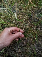 Rytidosperma clavatum