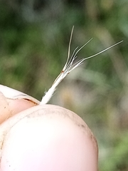 Rytidosperma clavatum