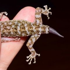 Phyllodactylus lanei