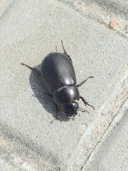 Scarabaeidae