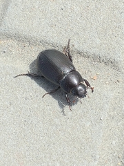 Scarabaeidae