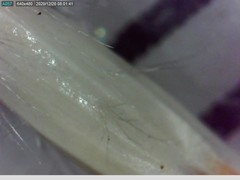 Rytidosperma clavatum