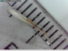 Rytidosperma clavatum