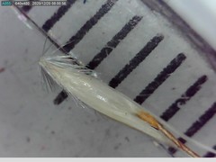 Rytidosperma clavatum