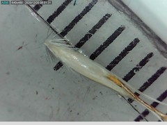 Rytidosperma clavatum