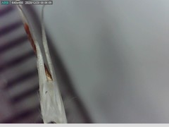 Rytidosperma clavatum