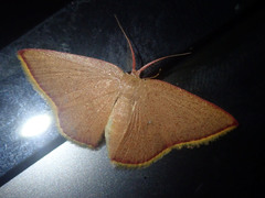 Chrysocraspeda altegradia