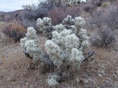 Cylindropuntia multigeniculata