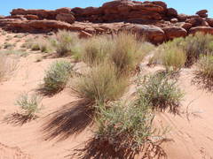 Errazurizia rotundata