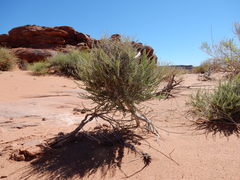 Errazurizia rotundata