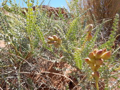 Errazurizia rotundata