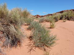 Errazurizia rotundata