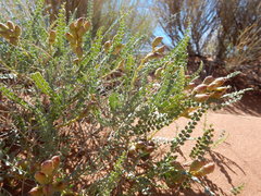 Errazurizia rotundata