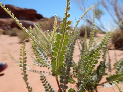 Errazurizia rotundata