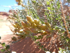 Errazurizia rotundata