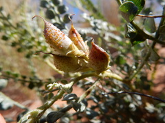 Errazurizia rotundata