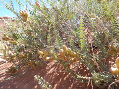 Errazurizia rotundata