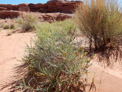 Errazurizia rotundata