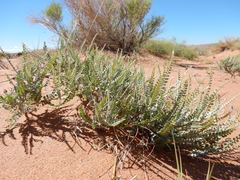 Errazurizia rotundata