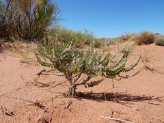 Errazurizia rotundata
