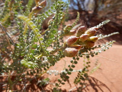 Errazurizia rotundata