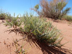 Errazurizia rotundata