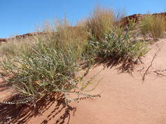 Errazurizia rotundata