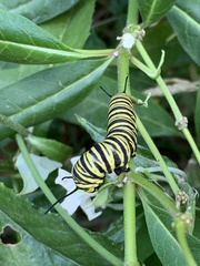 Danaus erippus