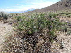 Psorothamnus arborescens minutifolius