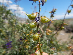 Psorothamnus arborescens minutifolius