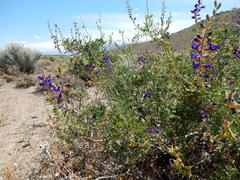 Psorothamnus arborescens minutifolius