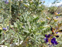 Psorothamnus arborescens minutifolius